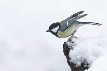 Kohlmeise (Parus major)
