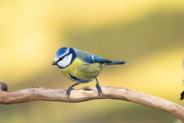 Blaumeise (Cyanistes caeruleu)