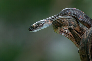 A female bengkulu cat snake boiga bengkuluensis endemic to Indonesia eat a gecko with bokeh background 