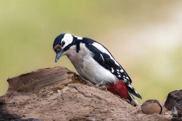 Buntspecht (Dendrocopos major)