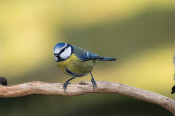 Fototapeta premium Blaumeise&nbsp;(Cyanistes caeruleu)