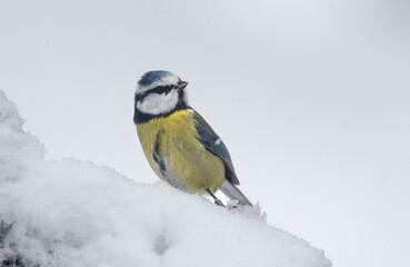 Blaumeise (Cyanistes caeruleu)