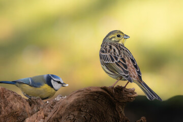 Goldammer (Emberiza citrinella)