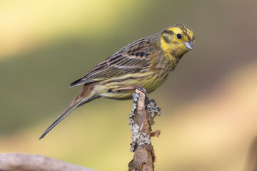 Goldammer (Emberiza citrinella)