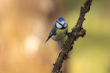 Naklejka premium Blaumeise&nbsp;(Cyanistes caeruleu)