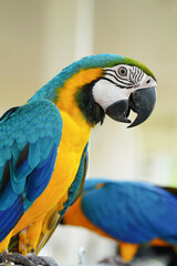 Parrot bird blue and gold , Blue and yellow macaw 