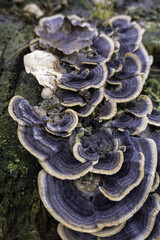 Mushrooms on a tree trunk