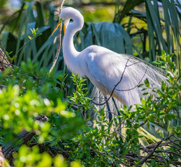 great blue heron