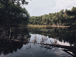 Fallen tree in lake at forest against sky