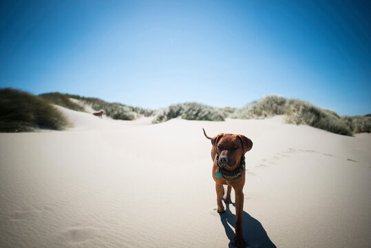 Dog walking on sand against clear blue sky
