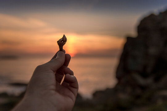 Cropped image of man holding goose barnacles
