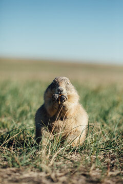 Close-up of prairie dog eating food on grassy field