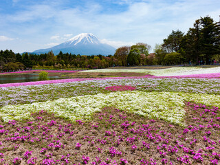 満開の芝桜と富士山