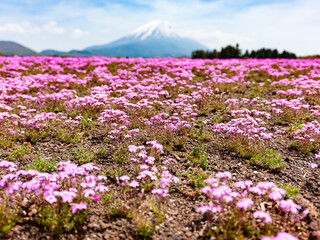 Obraz premium 満開の芝桜と富士山