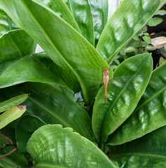 Dragonfly sitting on green leaves plant growing in garden, nature photography, closeup of wings and eyes of insect