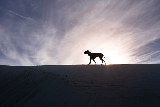 Side view of silhouette dog walking at desert against cloudy sky on sunny day