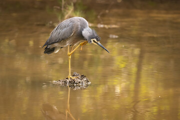 A White Faced Heron scratching its neck