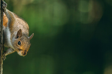 Close-up portrait of squirrel on tree