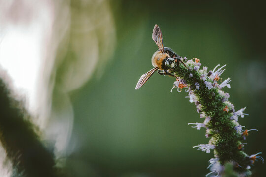 Close-up of Bumblebee on plant