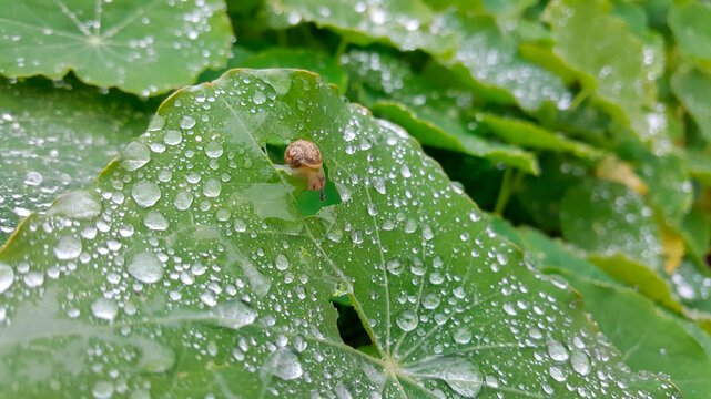 Close-up of snail on wet leaf