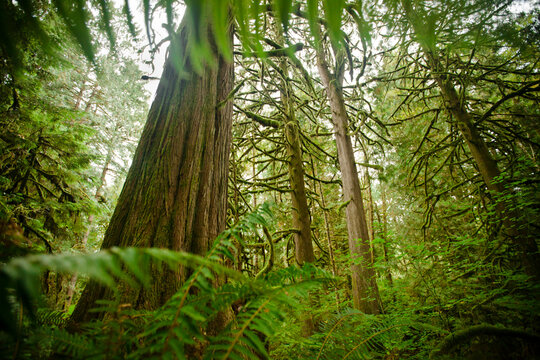 Fototapeta Low angle view of trees growing in forest