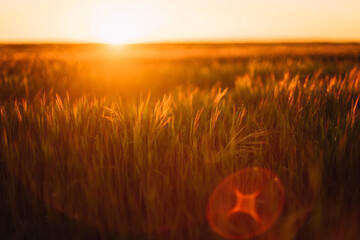 Scenic view of grassy landscape against sky during sunset