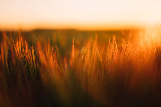 Scenic view of grassy field against sky during sunset - Powered by Adobe