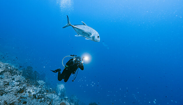diver taking a picture of a trevally fish at Banda Sea / Indonesia