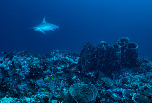 a hammerhead shark floating at Banda sea