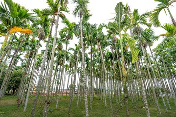 Areca nut or Betel Nuts palm tree with blue sky background in Viet Nam. Tropical summer beach...