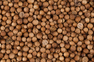 Close up of dried coriander seeds