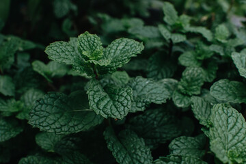 Close up of fresh mint plant grow background.
