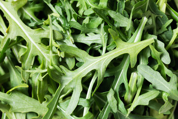 Fototapeta premium Rucola texture. Simple food ingredient. Green and healthy salad background. Rucola leaves vibrant color. Detox dinner lifestyle.