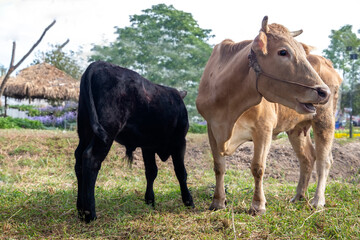 Obraz premium cows at summer green field