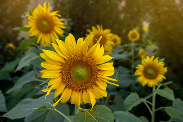 Beautiful field of blooming sunflowers in the field