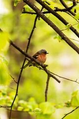 A small bird with a red breast sits on a tree branch against a background of green foliage