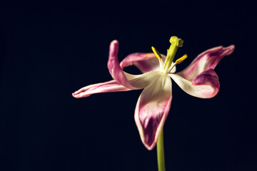 Fototapeta na wymiar One withering tulip on a dark background