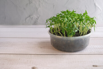 fresh microgreen on wooden background