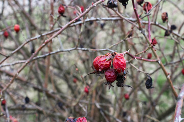 A wrinkled rosehip from frost on a branch. Fruits of berries spoil from frost spoiled