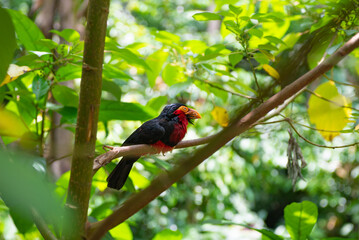 A high-quality image of Bearded barbet on the tree in the jungle