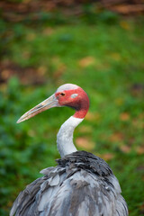 Close-focus of a rare sarus crane bird isolated on the green background