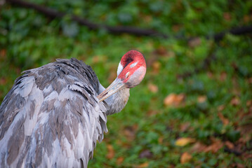 Fototapeta premium Close-focus of a rare sarus crane bird isolated on the green background