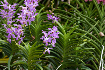 Closeup shot of a Purple Mokara orchids flower isolated on green background in a greenhouse orchids garden