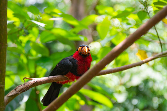 A high-quality image of Bearded barbet on the tree in the jungle