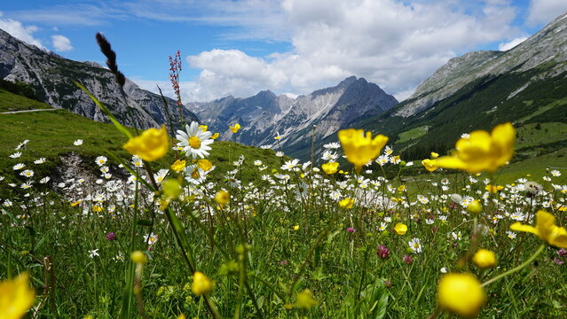 Eine sch&ouml;ne Blumenwiese im Karwendel
