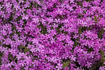 lilac aubrieta deltoidea flowers in the garden.
