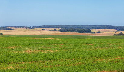 Green grass growing in the field in the summer