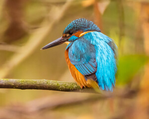 Eisvogel