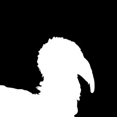 Fototapeta na wymiar Turkey Head Silhouette for Art Illustration, Pictogram or Graphic Design Element. The Turkey is a large bird in the genus Meleagris. Vector Illustration