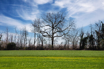 tree in the field